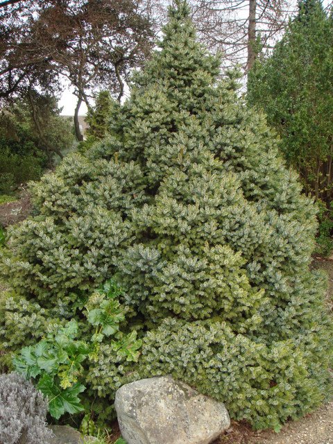 Picea omorika 'Nana'